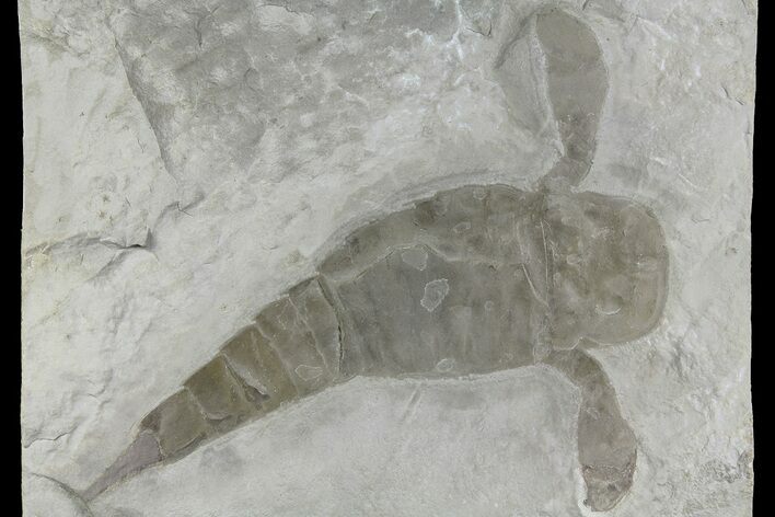 6.2" Eurypterus (Sea Scorpion) Fossil - New York